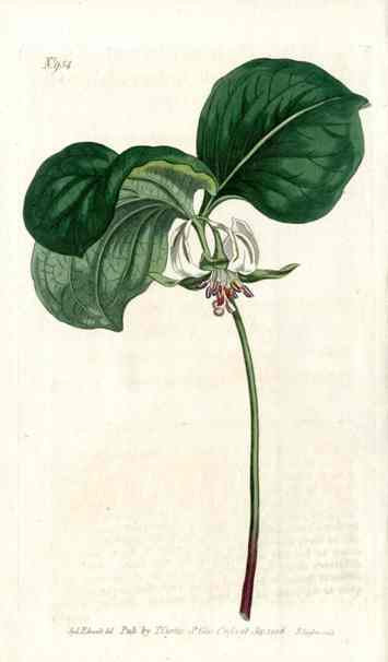 Trillium Cernuum Curtis Carnivorous Botanical