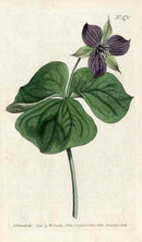 Trillium Erectus Curtis Carnivorous Botanical - Panteek Antique Prints