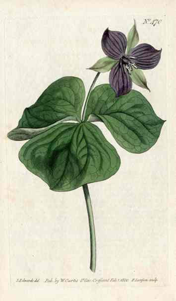 Trillium Erectus Curtis Carnivorous Botanical