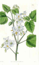 Tweedie Nightshade Curtis Carnivorous Botanical - Panteek Antique Prints