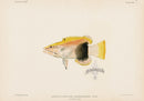 US Fish Bien Hawaii A'awa - Panteek Antique Prints