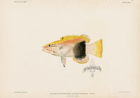 US Fish Bien Hawaii A'awa - Panteek Antique Prints