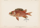 US Fish Bien Hawaii Ala-ihi - Panteek Antique Prints