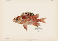 US Fish Bien Hawaii Ala-ihi - Panteek Antique Prints