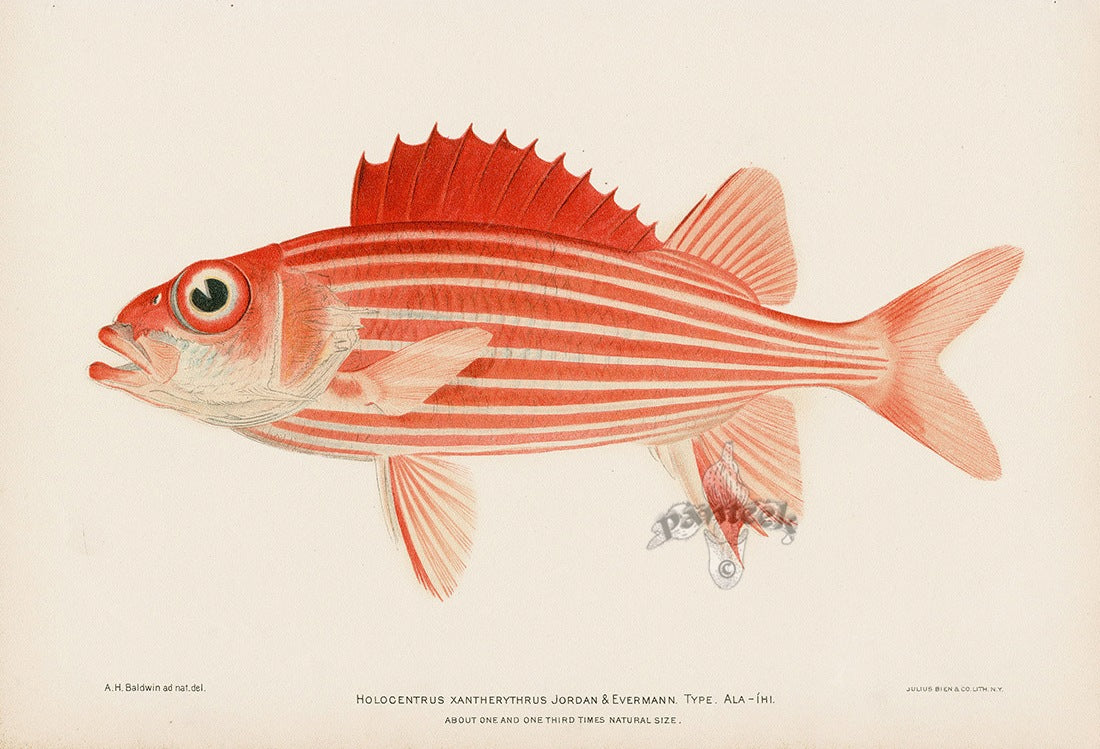 US Fish Bien Hawaii Ala-ihi, Squirrelfish