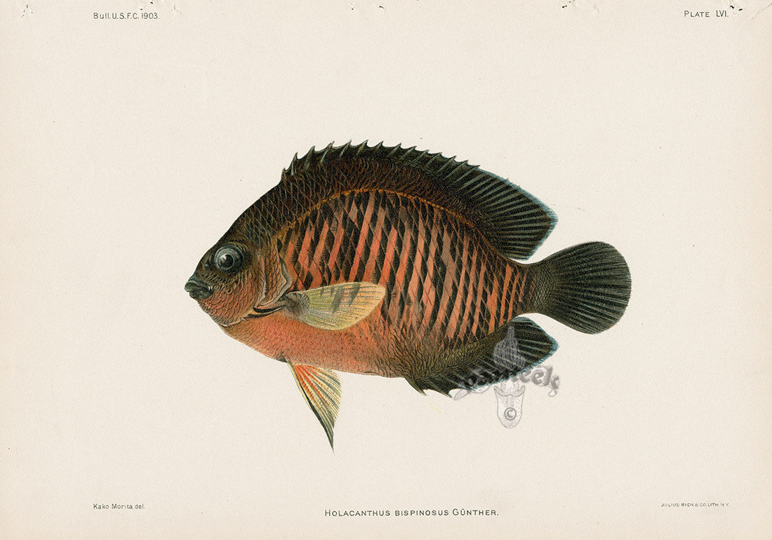 US Fish Bien Hawaii Angelfish