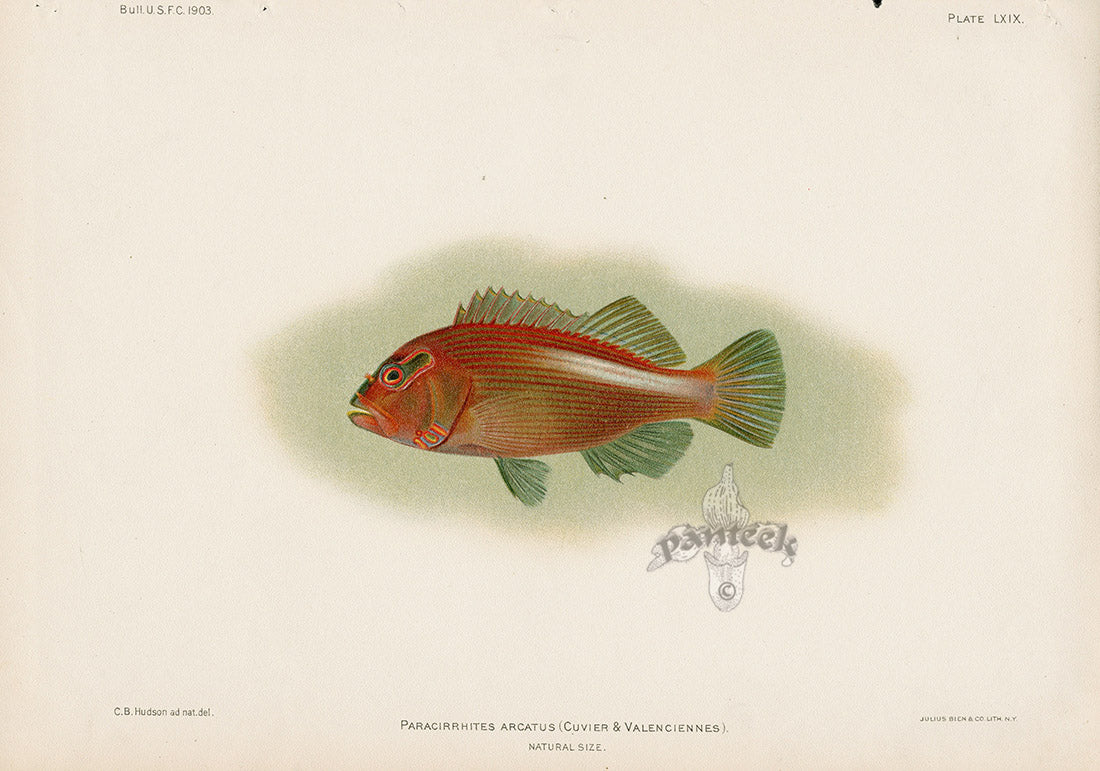 panteek-antique-prints-print-