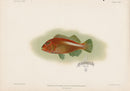 US Fish Bien Hawaii Arc-eye Hawkfish - Panteek Antique Prints