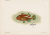 US Fish Bien Hawaii Arc-eye Hawkfish - Panteek Antique Prints