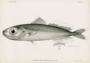 US Fish Bien Hawaii Ariommid - Panteek Antique Prints