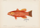US Fish Bien Hawaii Aurora Basslet - Panteek Antique Prints