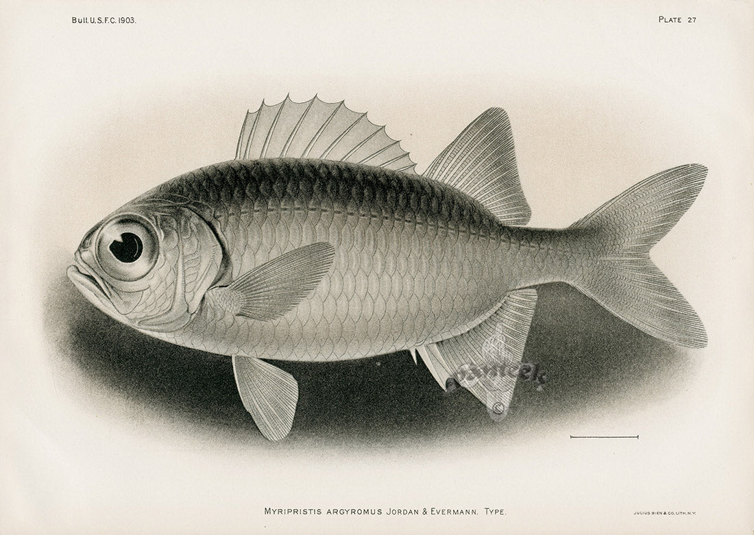 US Fish Bien Hawaii Big-eye Soldierfish
