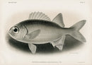 US Fish Bien Hawaii Big-eye Soldierfish - Panteek Antique Prints