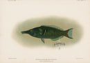 US Fish Bien Hawaii Bird Wrasse - Panteek Antique Prints