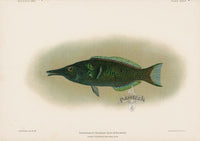 US Fish Bien Hawaii Bird Wrasse - Panteek Antique Prints