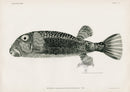 US Fish Bien Hawaii Boxfish - Panteek Antique Prints