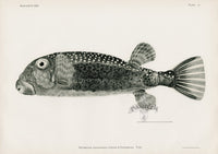 US Fish Bien Hawaii Boxfish - Panteek Antique Prints