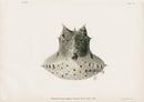 US Fish Bien Hawaii Boxfish frontview - Panteek Antique Prints