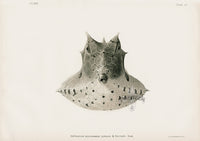 US Fish Bien Hawaii Boxfish frontview - Panteek Antique Prints