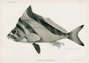 US Fish Bien Hawaii Cape Knifejaw - Panteek Antique Prints