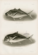 US Fish Bien Hawaii Carangus Mackerel - Panteek Antique Prints
