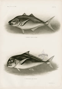 US Fish Bien Hawaii Carangus Mackerel - Panteek Antique Prints