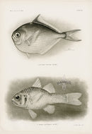 US Fish Bien Hawaii Cardinalfish - Panteek Antique Prints