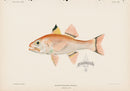 US Fish Bien Hawaii Cardinalfish - Panteek Antique Prints
