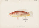 US Fish Bien Hawaii Eight-Lined Wrasse - Panteek Antique Prints