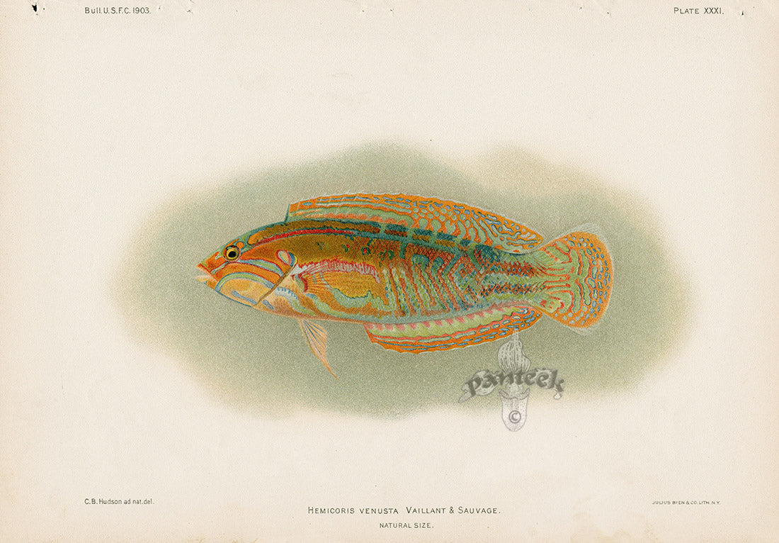 US Fish Bien Hawaii Elegant Coris