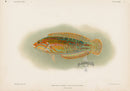 US Fish Bien Hawaii Elegant Coris - Panteek Antique Prints