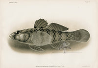 US Fish Bien Hawaii Eugene's Goby - Panteek Antique Prints