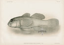 US Fish Bien Hawaii Farcimen Goby - Panteek Antique Prints