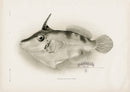 US Fish Bien Hawaii Filefish - Panteek Antique Prints