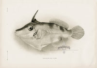 US Fish Bien Hawaii Filefish - Panteek Antique Prints