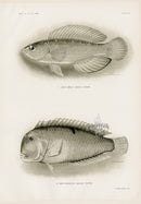 US Fish Bien Hawaii Flame Wrasse - Panteek Antique Prints