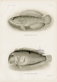 US Fish Bien Hawaii Flame Wrasse - Panteek Antique Prints