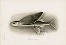 US Fish Bien Hawaii Flyingfish - Panteek Antique Prints
