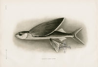 US Fish Bien Hawaii Flyingfish - Panteek Antique Prints