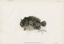 US Fish Bien Hawaii Freckled Frogfish - Panteek Antique Prints
