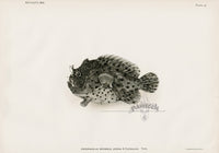 US Fish Bien Hawaii Freckled Frogfish - Panteek Antique Prints