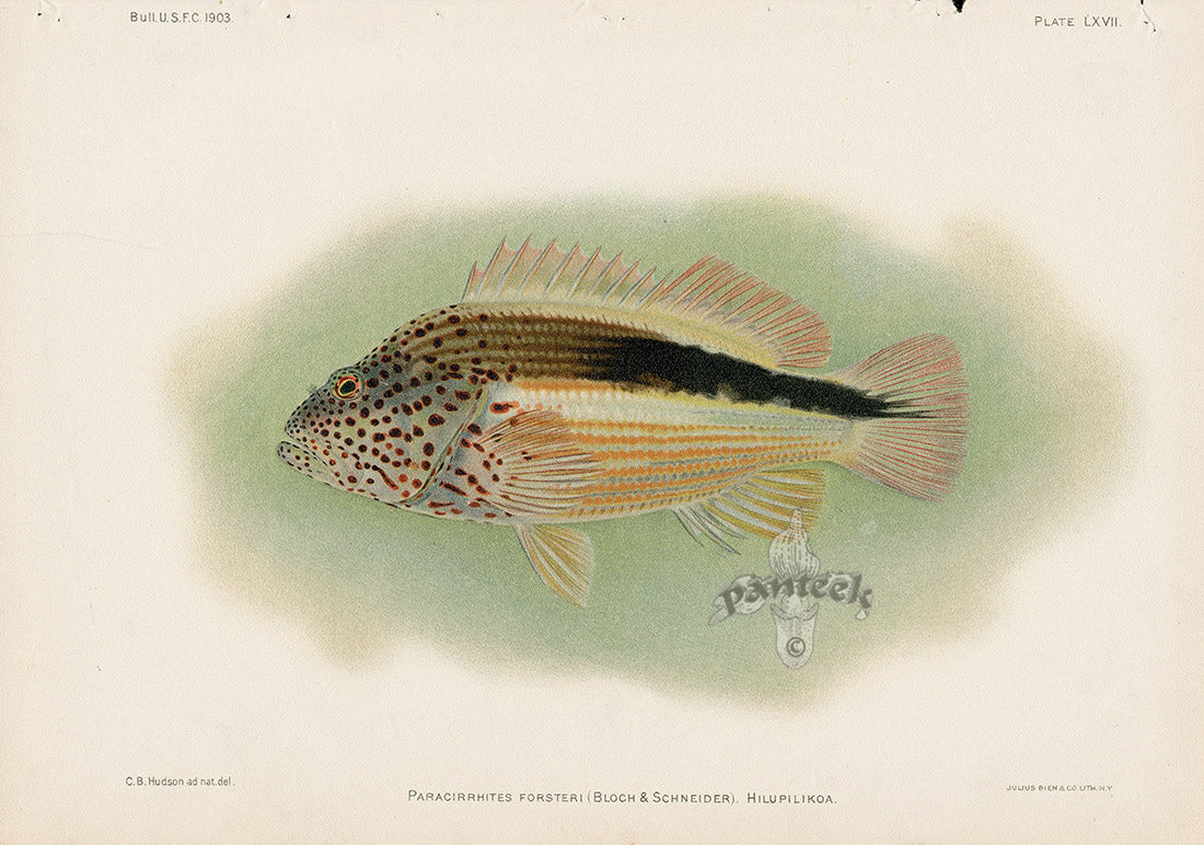 US Fish Bien Hawaii Freckled Hawkfish