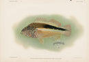 US Fish Bien Hawaii Freckled Hawkfish - Panteek Antique Prints