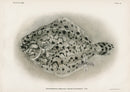 US Fish Bien Hawaii Fringelip Dwarf Flounder - Panteek Antique Prints