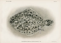 US Fish Bien Hawaii Fringelip Dwarf Flounder - Panteek Antique Prints