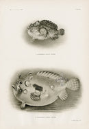 US Fish Bien Hawaii Frogfish - Panteek Antique Prints