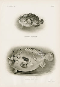 US Fish Bien Hawaii Frogfish - Panteek Antique Prints