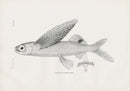 US Fish Bien Hawaii Glider Flyingfish - Panteek Antique Prints