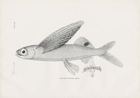 US Fish Bien Hawaii Glider Flyingfish - Panteek Antique Prints