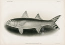 US Fish Bien Hawaii Goatfish - Panteek Antique Prints